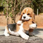Štěňata BEAGLE