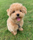 štěňata Maltipoo.