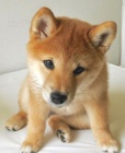 ŠTĚŇATA MINI SHIBA INU