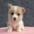 Pembroke Welsh Corgi štěňata