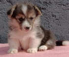 Pembroke Welsh Corgi štěňata