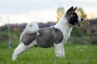 Americká Akita štěňata