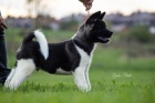 Americká Akita štěňata