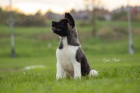 Americká Akita štěňata