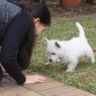 Predám mini šteniatka West Highland White Terriers