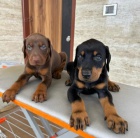 teniatka dobermana.