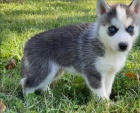 tata sibiskho huskyho k adopci