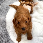 štěňata Maltipoo