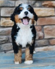 štěňata Bernedoodle.