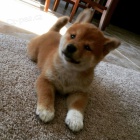 ŠTĚŇATA MINI SHIBA INU