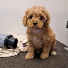 tata Cavapoo