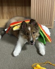 Štěňata Sheltie 