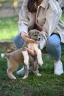 Japonská štěňata Akita Inu