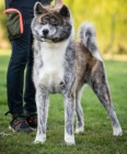 Japonská štěňata Akita Inu