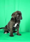 Cane Corso štěňata