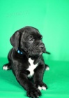 Cane Corso štěňata