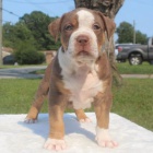 Prodám štěňata amerického pitbull teriéra