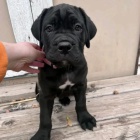 štěňata italského Cane Corso