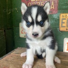 mini tata sibiskho huskyho