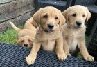 Zdravá a krásná štěňata labradorského retrívra a pejska na prodej.
