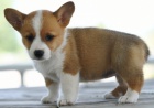 štěňata Pembroke Welsh Corgi