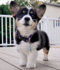 štěňata Pembroke Welsh Corgi