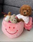 toy tata pudla