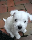 tata West Highland White Terriers