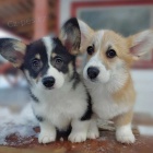 štěňata Pembroke Welsh Corgi