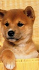 štěňata shiba inu
