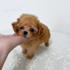 toy tata pudla