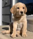 Zdravá a krásná štěňata labradorského retrívra