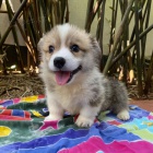 štěňata Pembroke Welsh Corgi