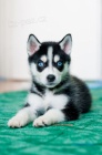 mini štěňata sibiřského huskyho