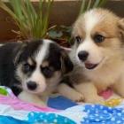 štěňata Pembroke Welsh Corgi