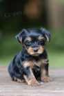 ŠTĚŇÁTKO YORKIPOO