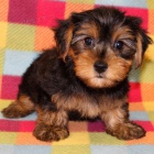 ŠTĚŇÁTKO YORKIPOO