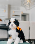 štěňata Bernedoodle.