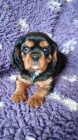Kavalír king charles spaniel štěňátko s PP