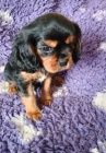Kavalír king charles spaniel štěňátko s PP