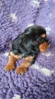 Kavalír king charles spaniel štěňátko s PP