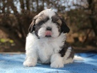 Shih-tzu, i-tzu ttka s PP FCI