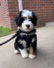 štěňata Bernedoodle.