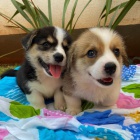 štěňata Pembroke Welsh Corgi