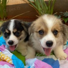 štěňata Pembroke Welsh Corgi