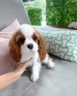 štěňata Kavalír King Charles Spaniel.