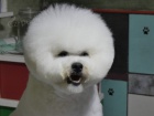 Bichon Frisé Štěňata