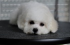 Bichon Frisé Štěňata