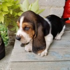 Zdravá štěňata Basset hound