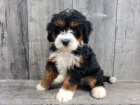 zdrav tata bernedoodle na prodej